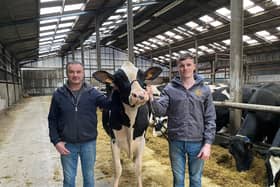 Tommy and Mark Henry look forward to welcoming Young Breeders to Mostragee Holsteins next Wednesday