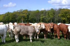 Beef cattle at grass