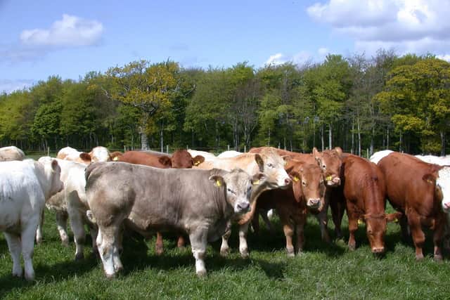Beef cattle at grass