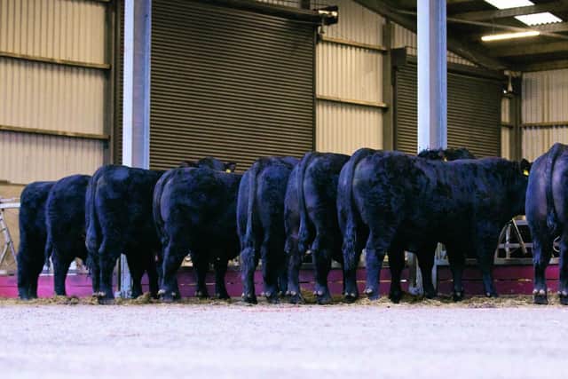 Seven of the Old Glenort Angus bulls are offspring from Blelack Dakota U898