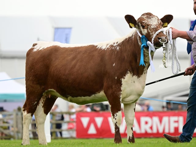 First time exhibitor of Irish Moileds at Balmoral Show. Glyn Surgenor with his heifer 'Castle Coole Maisy' who took sixth place