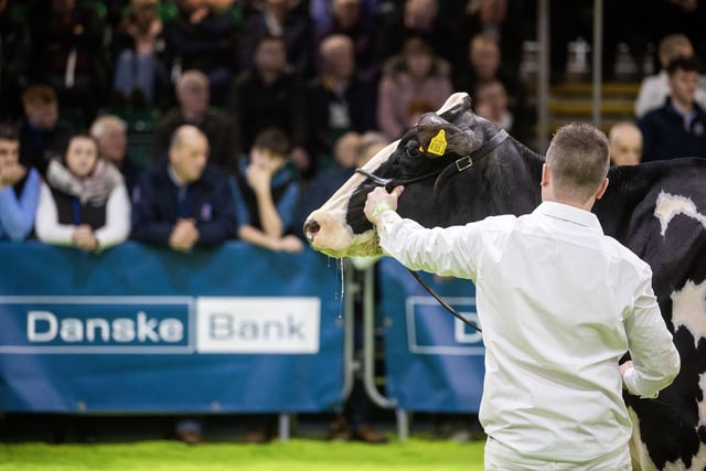 Pictured during the RUAS Winter Fair sponsored by Danske Bank. (Pic: MCAULEY_MULTIMEDIA)