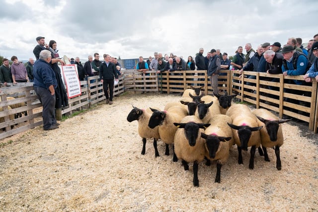 Blackface ewes on sale at the Alexander Gourley open air sheep show and sale at Aghanloo on Tuesday morning. Photo Clive Wasson