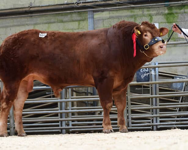 Larkhill Rembrandt secured the lead price of 10,000gns at the Limousin May Day sale last year.