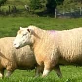 The Balfour's most successful ewe has been used for an ET programme to increase her genetics within the flock