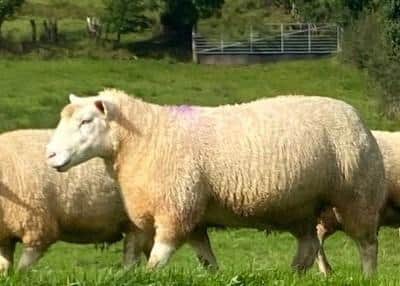 The Balfour's most successful ewe has been used for an ET programme to increase her genetics within the flock