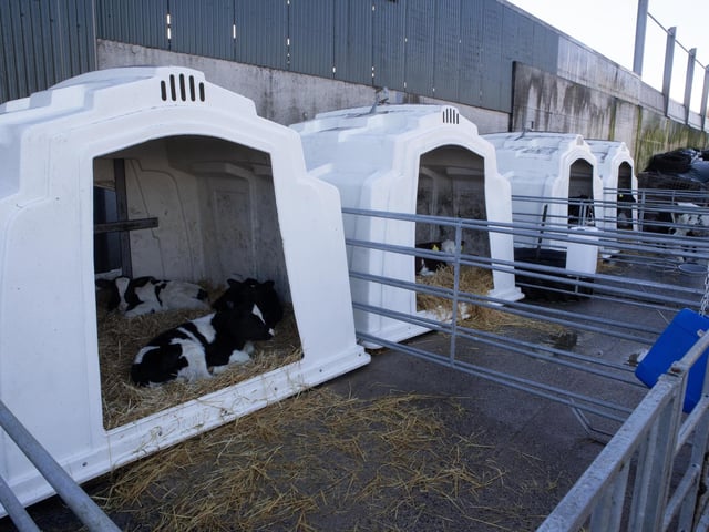 Contented calves pictured during the UGS event at Workman Farms