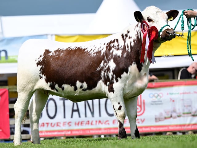 Reserve Junior Champion 'Beauty Hill Mabel' exhibited by Albert Baxter & Family