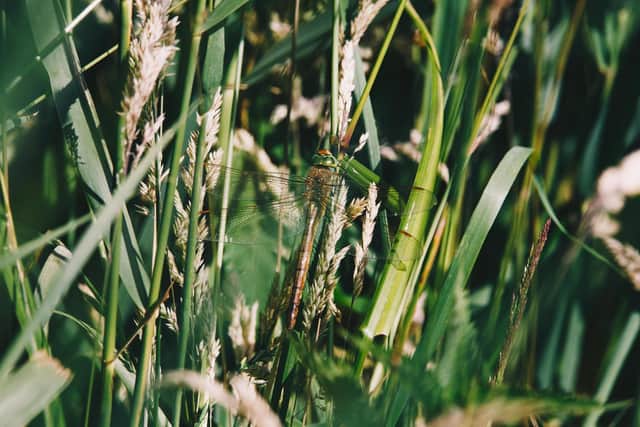 Recent reports suggest that the once rare Norfolk Hawker dragonfly (Aeshna isoceles) has now extended its range from Norfolk, with the species having been spotted as far away as Lancashire, South Devon and Sussex. Picture: Tom Barrett