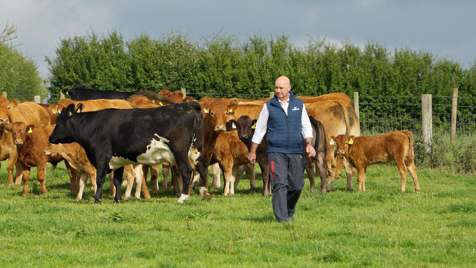 Next-generation calming pheromone launched by Norbrook