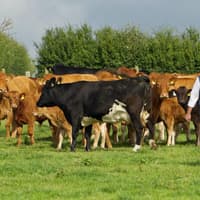 Next-generation calming pheromone launched by Norbrook