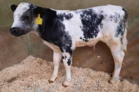 At the drop calf sale held on Saturday 6th May 2023 at Downpatrick Mart, a Portaferry farmer topped the market on the day with lot 616 a Belgian Blue male at 60kg which sold for £260