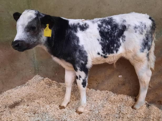 At the drop calf sale held on Saturday 6th May 2023 at Downpatrick Mart, a Portaferry farmer topped the market on the day with lot 616 a Belgian Blue male at 60kg which sold for £260