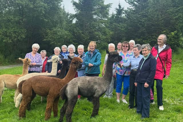 Boardmills WI having ` break during their walk with alpacas at BallyBurren, Ballynahinch.