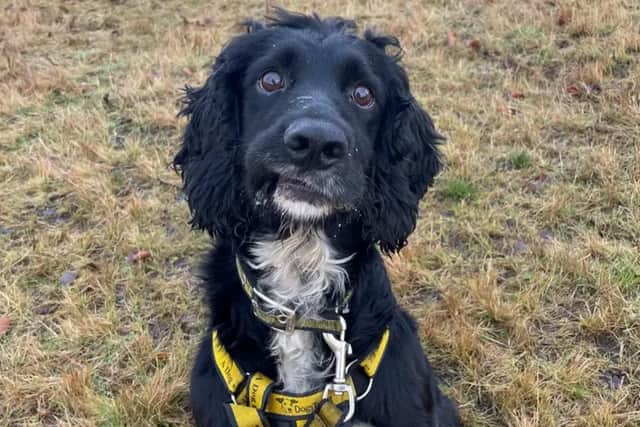 Archie is a handsome eight-year-old Cocker Spaniel crossbreed who is a very sweet and loving boy. (Pic: Dogs Trust)