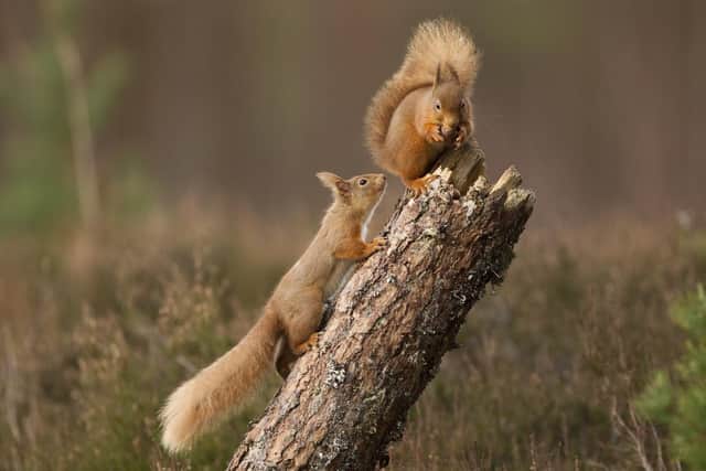 Red squirrel (Sciurus vulgaris)