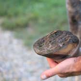 Taking care of your horse’s hooves is a very important part of horse care. (Pic supplied by Horse & Country)