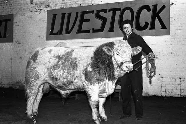 Henry Gamble of Bangor with his Simmental bull which was reserve supreme overall champion at the multi-breed show and sale held at the Automart, Portadown, at the end of January 1983. Picture: Farming Life/News Letter archives