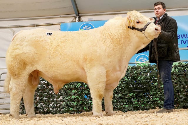 Kenaghan Trophy, 3rd in Class 2, sold for 5,000gns. Pic: William McElroy