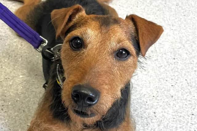Cuan is a sweet boy with a sensitive side. (Pic: Dogs Trust)