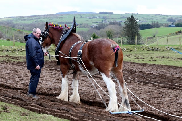 Pictured at the Ballycastle St Patrick's Day Ploughing Match, the oldest horse ploughing match held in Ireland. (PICTURE KEVIN MCAULEY/MCAULEY MULTIMEDIA)