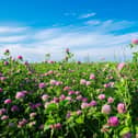 AgriSearch are to hold a webinar on red clover establishment. Pic: AgriSearch