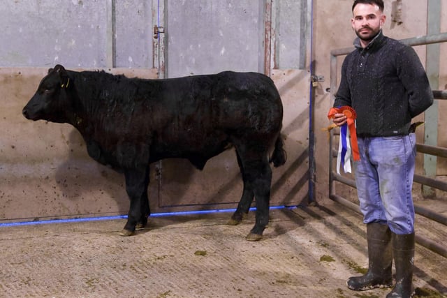 Hilltown: The 428kgs reserve champion bullock from Leo Fearon, Rostrevor, sold for £1,440. Picture: Bo Davdison