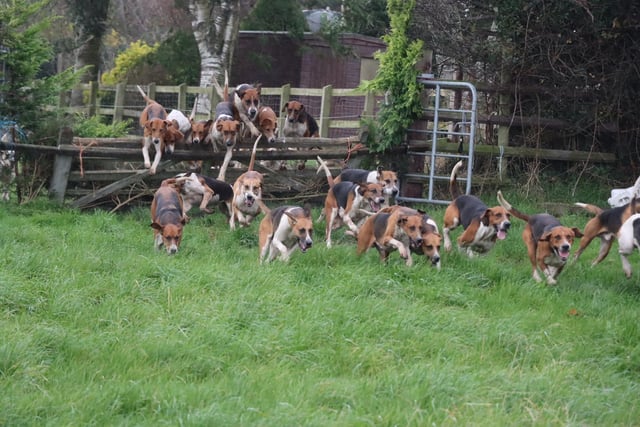Co Down Hounds