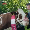 Tirlan Cow