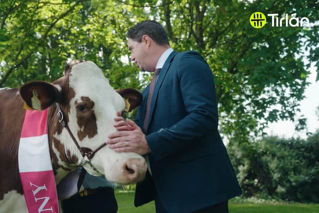 Tirlan Cow