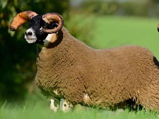 10,000gns from V & P Fullerton