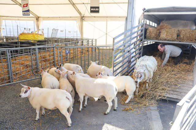 John Ferguson from Comber, Co.Down, unloads hisBeltex sheep ahead of the show. Picture by Jonathan Porter/PressEye