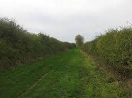 High hedges