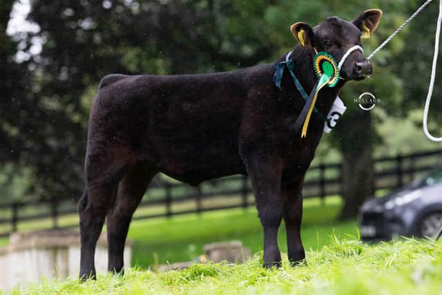First prize in the 2023-born heifer class was Tullybryan Lady Jessie Z584 bred by Fiona Troughton, Ballygawley. Picture: David Porter/Mullagh Photography