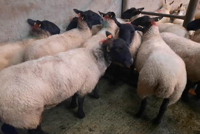 At the Downpatrick Mart sheep sale market held on Saturday, September 16, 2023, a Ballynahinch farmer topped the ewe category for a batch of fat ewes with lot 55 selling for £152. Picture Downpatrick Mart
