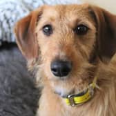 Nora is a very sweet natured one-year-old Dachshund crossbreed with a lot of love to give. Image: Dogs Trust