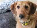 Nora is a very sweet natured one-year-old Dachshund crossbreed with a lot of love to give. Image: Dogs Trust