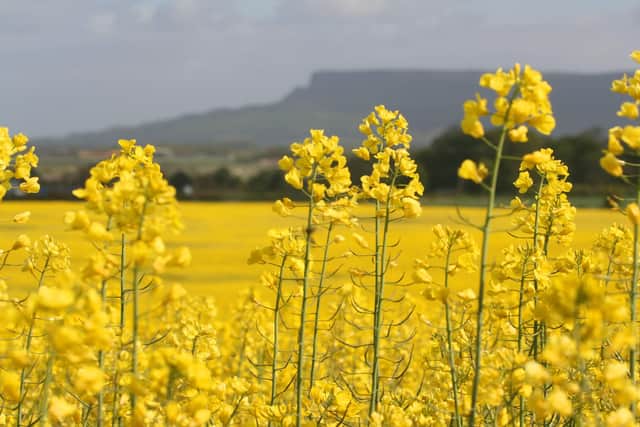 Rapeseed in Ballykelly, Co Londonderry
