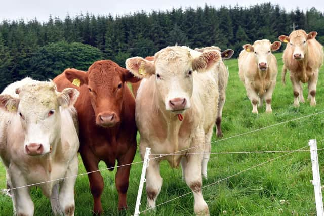 Research at AFBI has helped inform updated Feed into Beef (FiB) nutrition equations, supporting improved feed efficiency and performance in modern beef systems