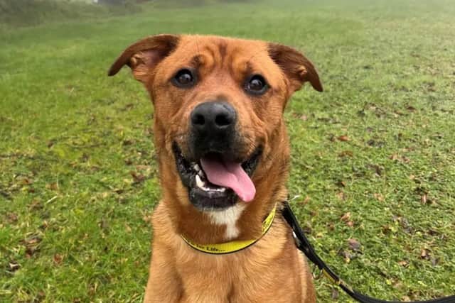 Thor is a very friendly one-year-old Labrador/Boxer cross. (Pic: Dogs Trust)
