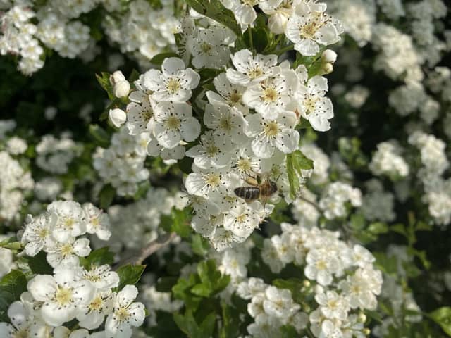 A bee visiting a flowering hawthorn.