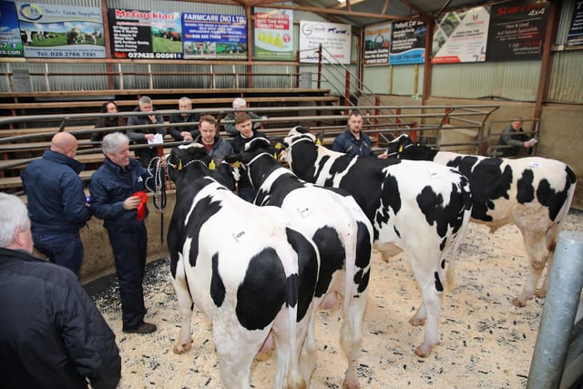 Judging underway at Holstein NI’s annual spring show and sale of bulls, held at Kilrea. Picture: John McIlrath
