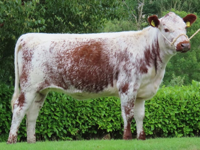 Ballyreagh Ruby 6832 from N&M Moilies (NI) made £3,050