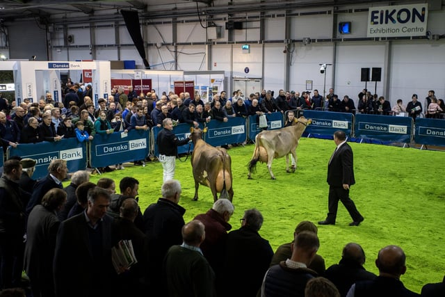 Jersey class in the ring during Winter Fair. (Pic: MCAULEY_MULTIMEDIA)