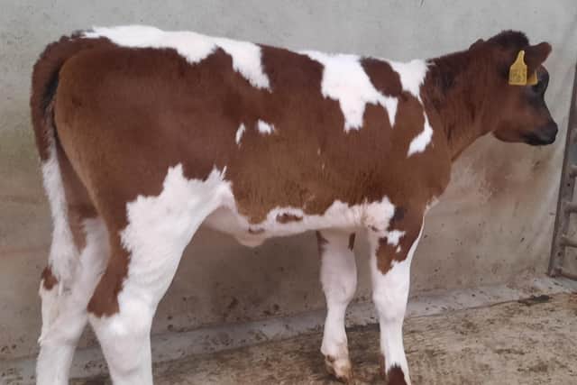 At the drop calf sale held at Downpatrick Mart on Saturday 3rd June 2023, a Strangford farmer topped the market on the day with lot 603, a Belgian Blue heifer at 81kg which sold for £290