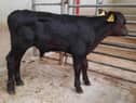 At the drop calf sale held at Downpatrick Mart on Saturday 10th June 2023, a Clough farmer topped the lightweight male category in lot 617, an Aberdeen Angus bull at 62kg which sold for £180