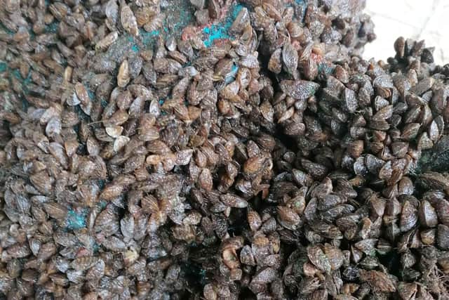 Zebra mussels