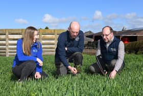 CAFRE dairying advisers Elizabeth Calvin and David Mackey with Garvagh dairy farmer Mark Patterson examine his crop of rye and vetch.