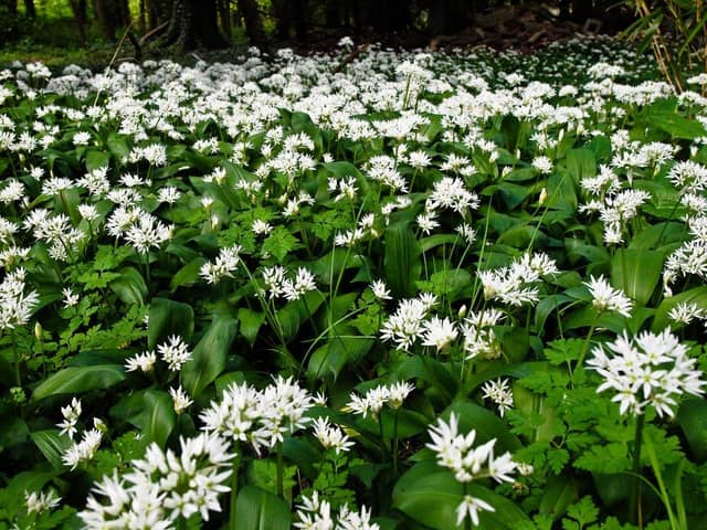 Wild garlic is now starting to pop up in damp wooded areas. This free herb will be available until May but the new young plants are when they’re at their best. Picture: Submitted