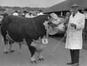 Pictured in June 1980 is James Faith from Eglington, Co Londonderry, with his Hereford champion bull, which also won the News Letter Cup, at the Ballymena Show. Picture: Farming Life/News Letter archives/Darryl Armitage
